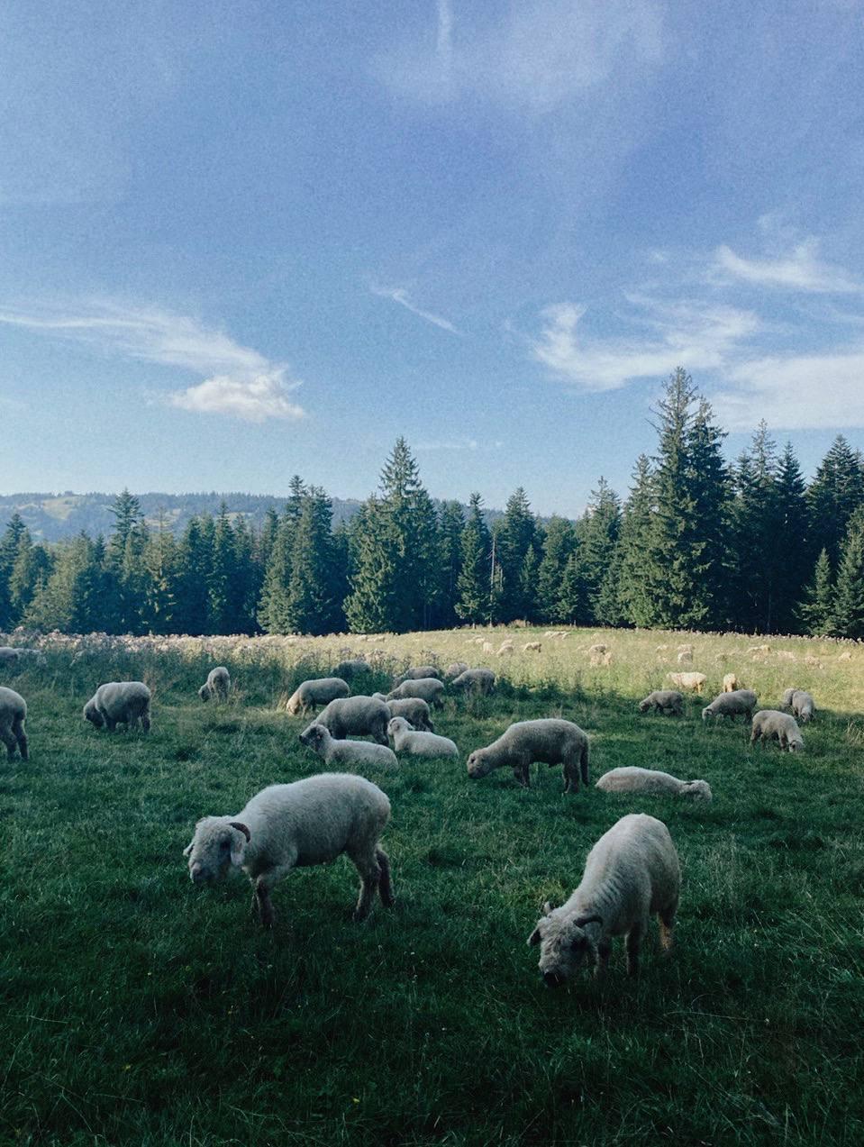 sheep